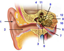 EAR - PHYSIOLOGY